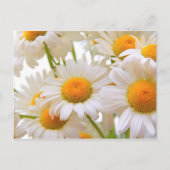 Bright Summer Daisies Blume Postkarte (Vorderseite)
