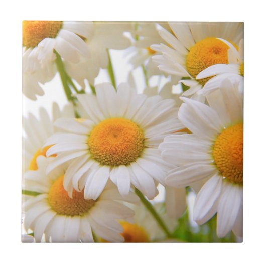 Bright Summer Daisies Photo Fliese (Vorderseite)