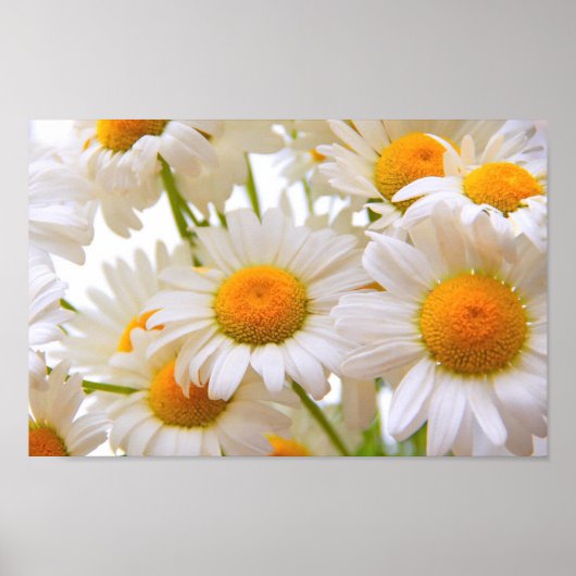 Bright Summer Daisies Poster (Vorne)