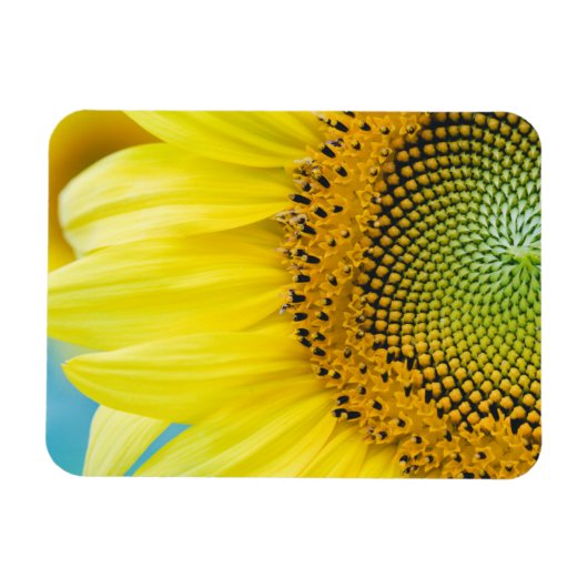 Bright Sunflower Magnet (Horizontal)