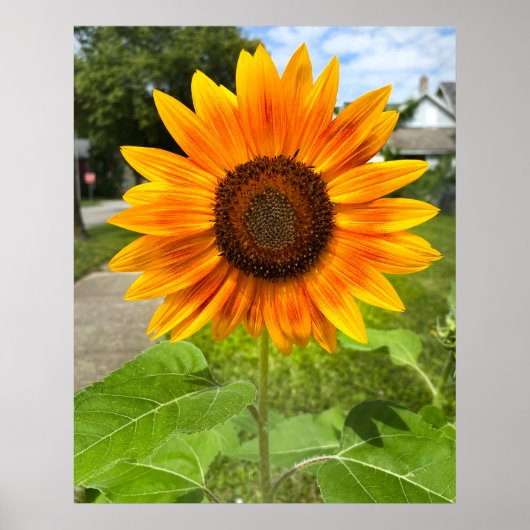 Bright Sunflower Poster (Vorne)