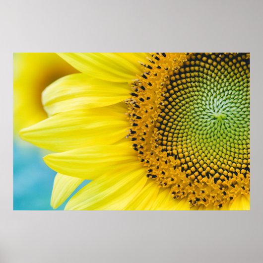 Bright Sunflower Poster (Vorne)