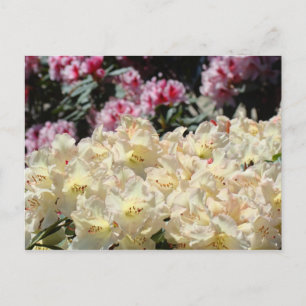 Bright Sunny Rhodies Floral Postkarten Rhododendro