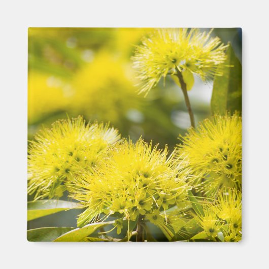 Bright Yellow Wattle Tree Magnet (Vorne)