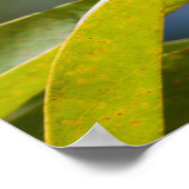 Bright Yellow Wattle Tree Poster (Ecke)