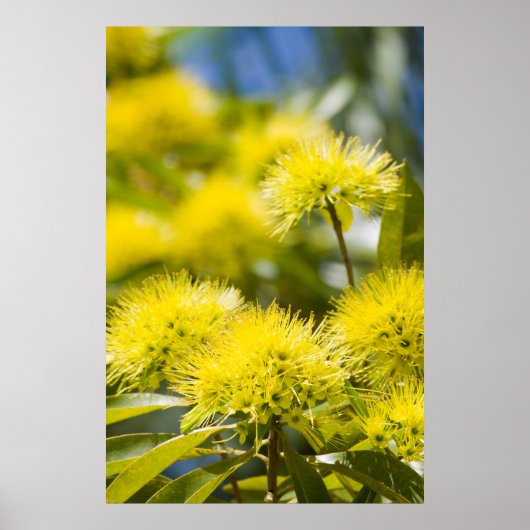 Bright Yellow Wattle Tree Poster (Vorne)