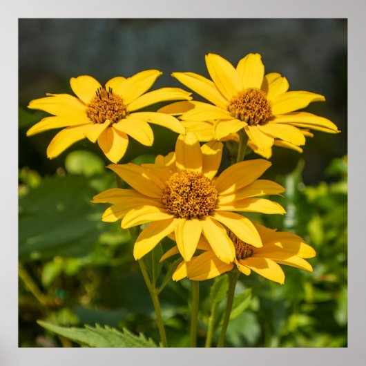 Bright Yellows Poster (Vorne)