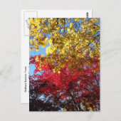 Brillante Herbstbaume Postkarte (Vorne/Hinten)