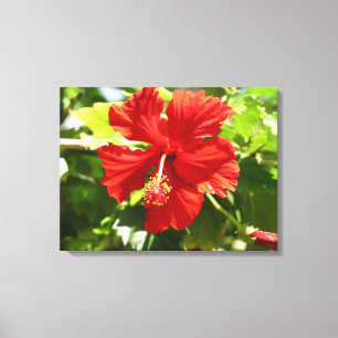 Brillante Red Hibisken Blume Canvas Print Leinwanddruck