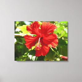 Brillante Red Hibiskus Blume Canvas Print Leinwanddruck