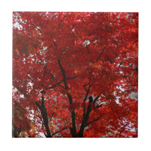 Brillante rote Folien und dramatische schwarze Lim Fliese
