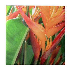Brillante Tropical Heliconia Florals Fliese