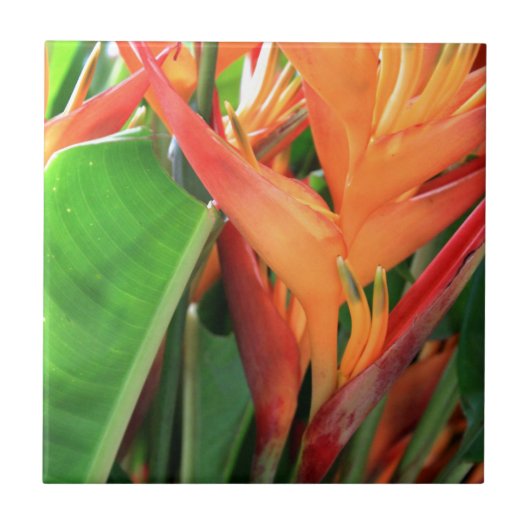 Brillante Tropical Heliconia Florals Fliese (Vorderseite)