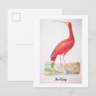 Brillante Vögel Brasiliens - Ibis Rouge Postkarte
