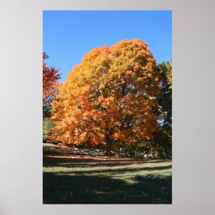 Brillanter Herbstbaum – Hubbell, Michigan Poster