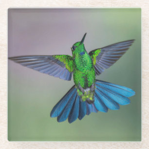 Brillantes Green & Blue Hummingbird mit Wings Open Glasuntersetzer