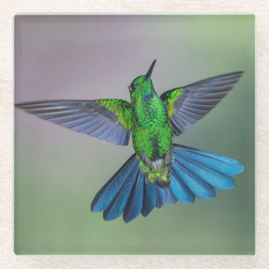 Brillantes Green & Blue Hummingbird mit Wings Open Glasuntersetzer (Vorderseite)