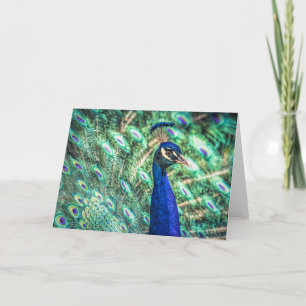 Brillanz der Blue & Green Peacock Grußkarte Karte