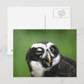 Brille (Pulsatrix perspicillata) Postkarte (Vorne/Hinten)
