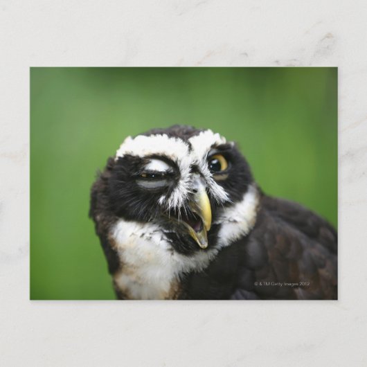 Brille (Pulsatrix perspicillata) Postkarte (Vorderseite)