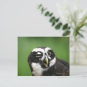 Brille (Pulsatrix perspicillata) Postkarte (Stehend Vorderseite)