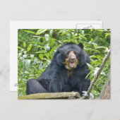 Brillenbär - Postkarte (Vorne/Hinten)