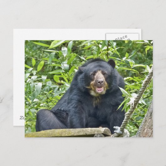 Brillenbär - Postkarte (Vorne/Hinten)