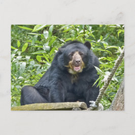 Brillenbär - Postkarte
