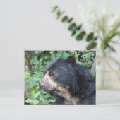 Brillenbär Postkarte (Stehend Vorderseite)