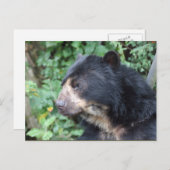 Brillenbär Postkarte (Vorne/Hinten)