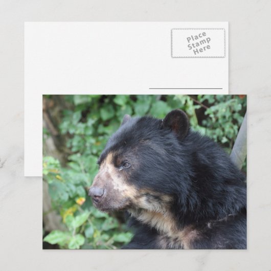 Brillenbär Postkarte (Vorne/Hinten)