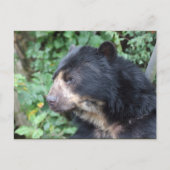 Brillenbär Postkarte (Vorderseite)