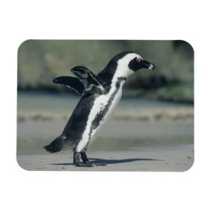 Brillenpinguin Magnet