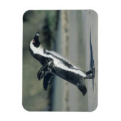 Brillenpinguin Magnet (Vertikal)