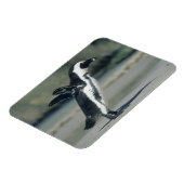 Brillenpinguin Magnet (Linke Seite)