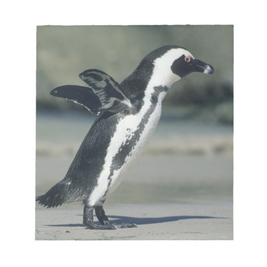 Brillenpinguin Notizblock (Vorderseite)