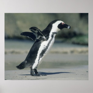 Brillenpinguin Poster
