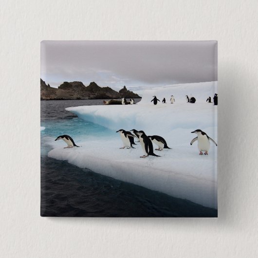 Brillenpinguine Button (Vorderseite)