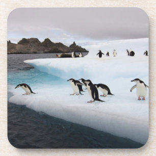 Brillenpinguine Getränkeuntersetzer