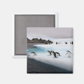 Brillenpinguine Magnet (Vorderseite/Rückseite)