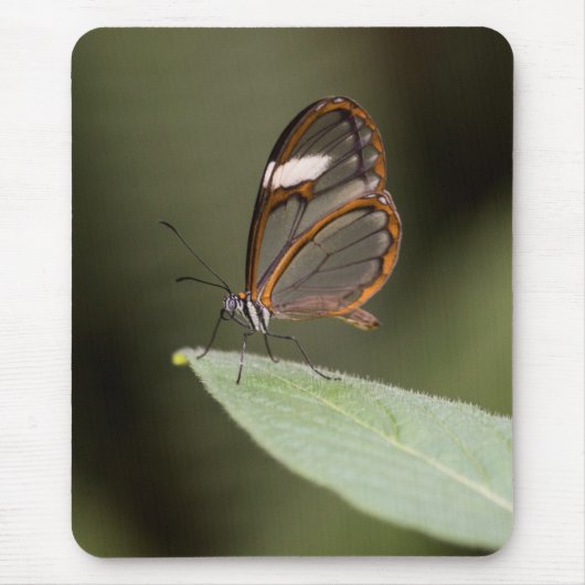 Brillenschmetterling auf einem Blatt Mousepad (Vorne)