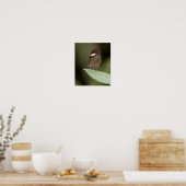 Brillenschmetterling auf einem Blatt Poster (Küche)
