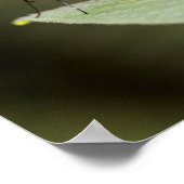 Brillenschmetterling auf einem Blatt Poster (Ecke)