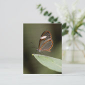 Brillenschmetterling auf einem Blatt Postkarte (Stehend Vorderseite)