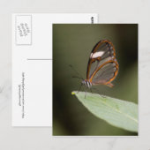 Brillenschmetterling auf einem Blatt Postkarte (Vorne/Hinten)