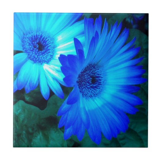 Brilliant Blue Daisies Tile Trivet Fliese (Vorderseite)