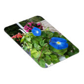 Brilliant Blue Morning Glories Magnet (Rechte Seite)