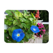 Brilliant Blue Morning Glories Magnet (Horizontal)