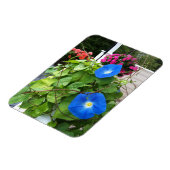 Brilliant Blue Morning Glories Magnet (Linke Seite)