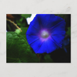 Brilliant Blue Morning Glory Fotograf Postkarte